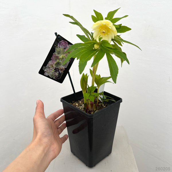 クリスマスローズ：セレクトダブル26-50／1.5Lポット【現品販売】