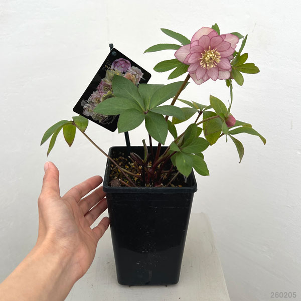 クリスマスローズ：セレクトダブル26-51／1.5Lポット【現品販売】