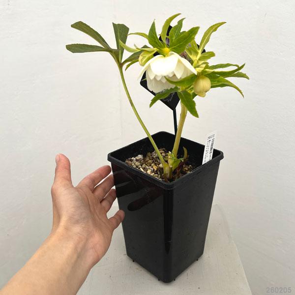 クリスマスローズ：セレクトダブル26-52／1.5Lポット【現品販売】