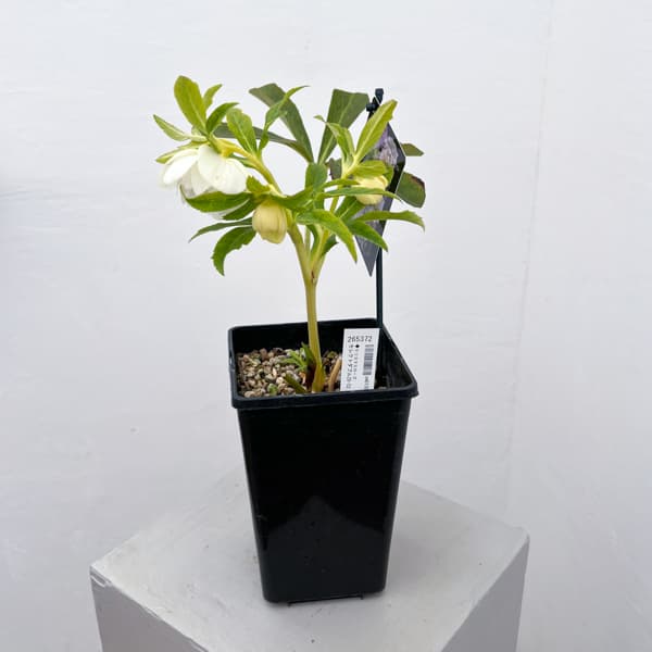 クリスマスローズ：セレクトダブル26-52／1.5Lポット【現品販売】（開花終了株）