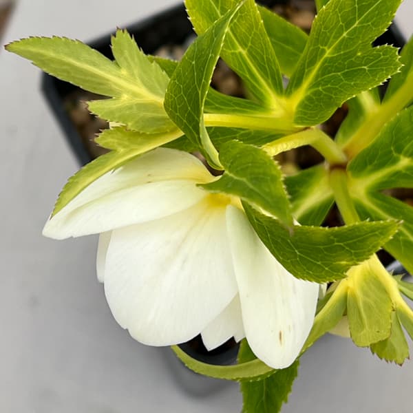 クリスマスローズ：セレクトダブル26-52／1.5Lポット【現品販売】（開花終了株）