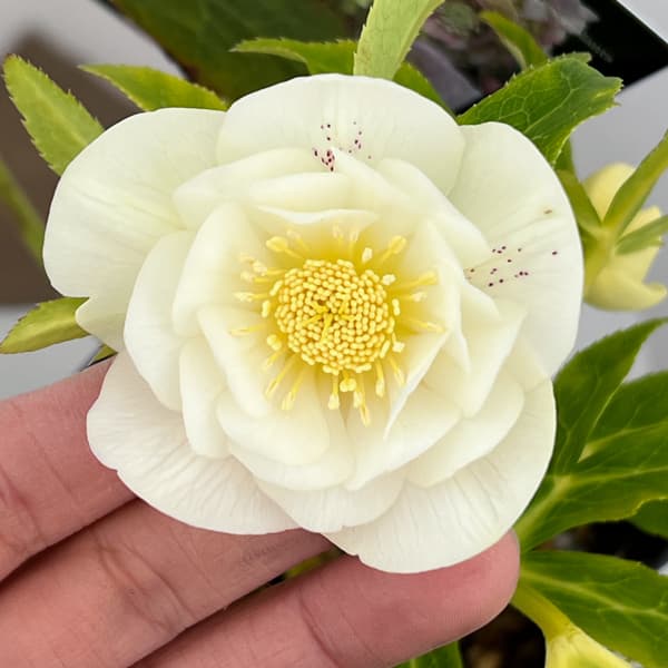 クリスマスローズ：セレクトダブル26-52／1.5Lポット【現品販売】（開花終了株）