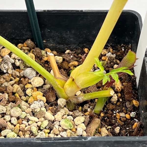 クリスマスローズ：セレクトダブル26-52／1.5Lポット【現品販売】（開花終了株）