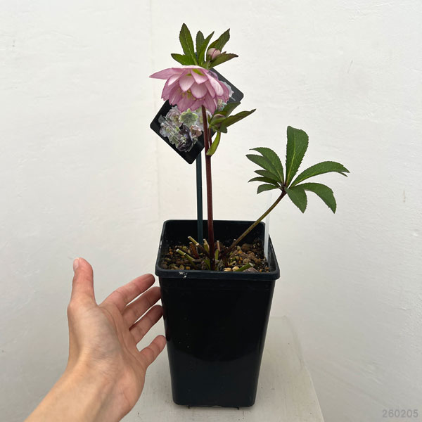 クリスマスローズ：セレクトダブル26-54／1.5Lポット【現品販売】