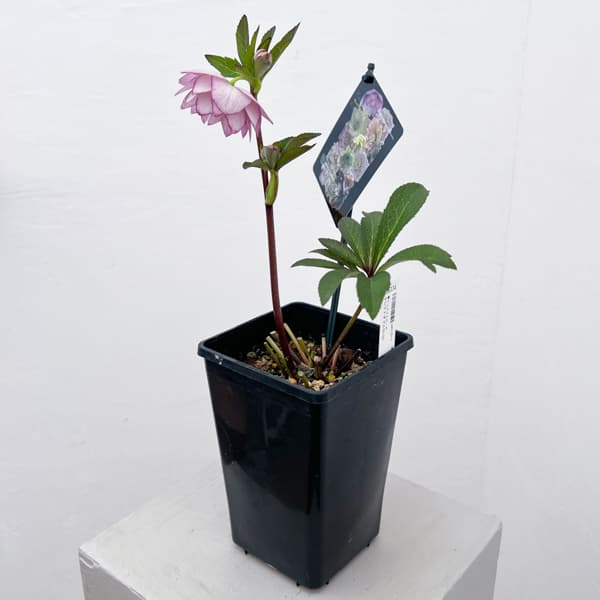 クリスマスローズ：セレクトダブル26-54／1.5Lポット【現品販売】（開花終了株）