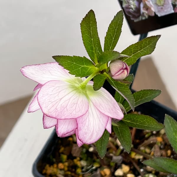 クリスマスローズ：セレクトダブル26-54／1.5Lポット【現品販売】（開花終了株）