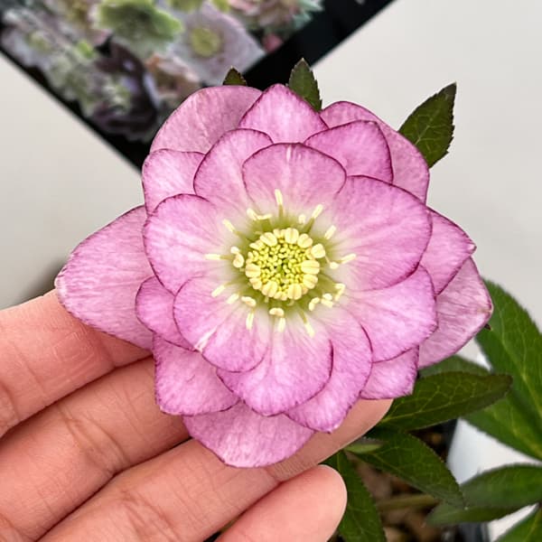 クリスマスローズ：セレクトダブル26-54／1.5Lポット【現品販売】（開花終了株）