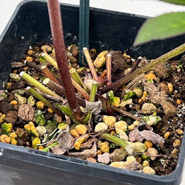 クリスマスローズ：セレクトダブル26-54／1.5Lポット【現品販売】（開花終了株）