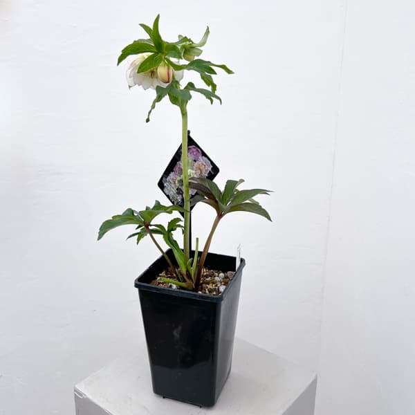 クリスマスローズ：セレクトダブル26-55／1.5Lポット【現品販売】（開花終了株）