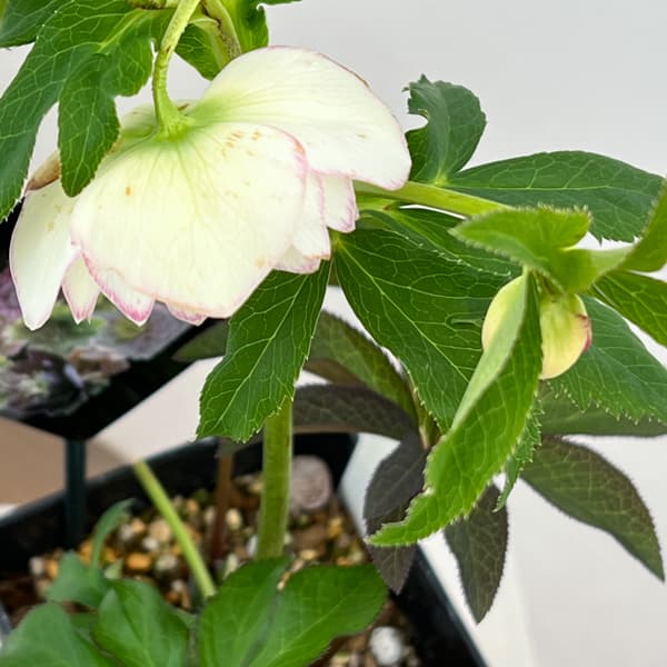 クリスマスローズ：セレクトダブル26-55／1.5Lポット【現品販売】（開花終了株）