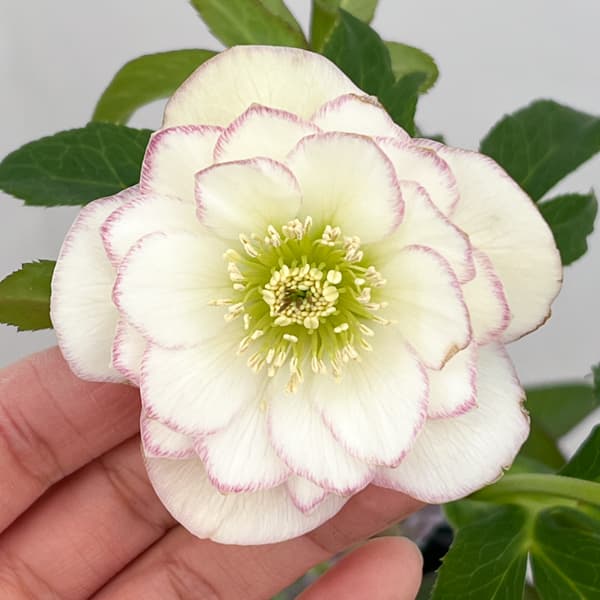 クリスマスローズ：セレクトダブル26-55／1.5Lポット【現品販売】（開花終了株）