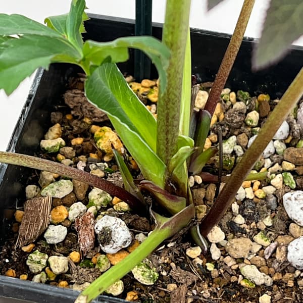 クリスマスローズ：セレクトダブル26-55／1.5Lポット【現品販売】（開花終了株）