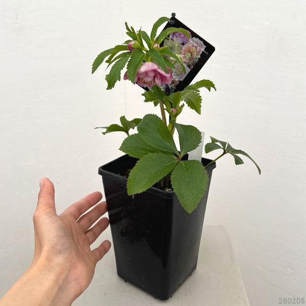 クリスマスローズ：セレクトダブル26-56／1.5Lポット【現品販売】