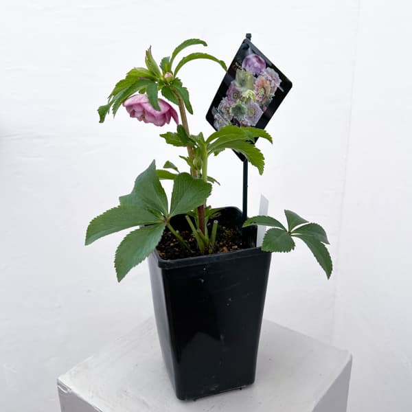 クリスマスローズ：セレクトダブル26-56／1.5Lポット【現品販売】（開花終了株）