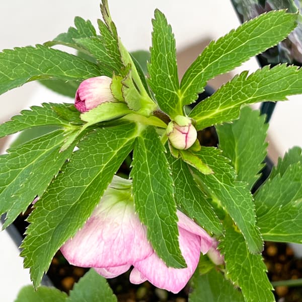 クリスマスローズ：セレクトダブル26-56／1.5Lポット【現品販売】（開花終了株）