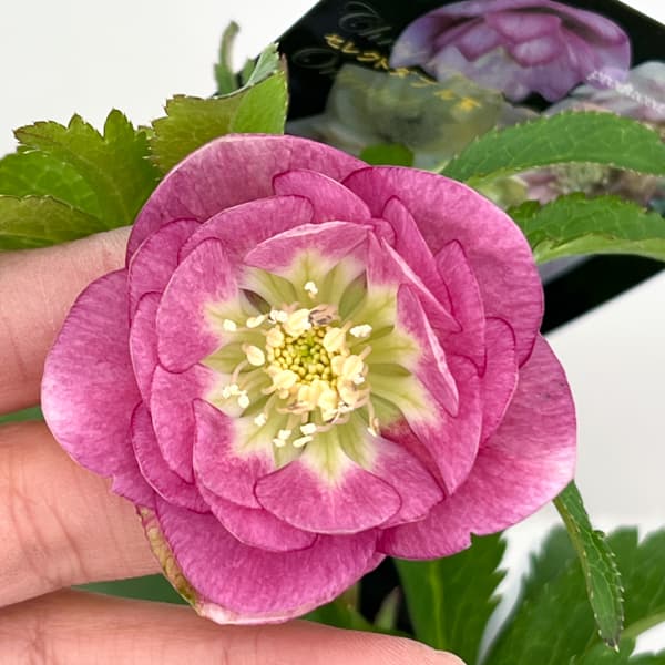 クリスマスローズ：セレクトダブル26-56／1.5Lポット【現品販売】（開花終了株）