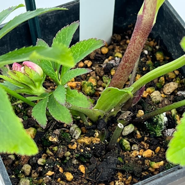 クリスマスローズ：セレクトダブル26-56／1.5Lポット【現品販売】（開花終了株）