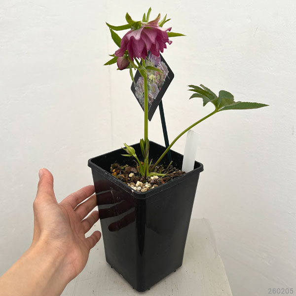 クリスマスローズ：セレクトダブル26-60／1.5Lポット【現品販売】