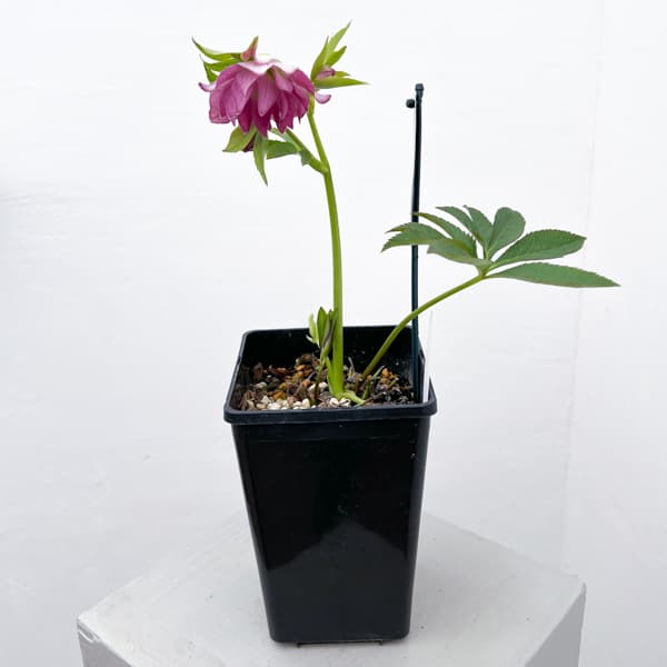 クリスマスローズ：セレクトダブル26-60／1.5Lポット【現品販売】（開花終了株）