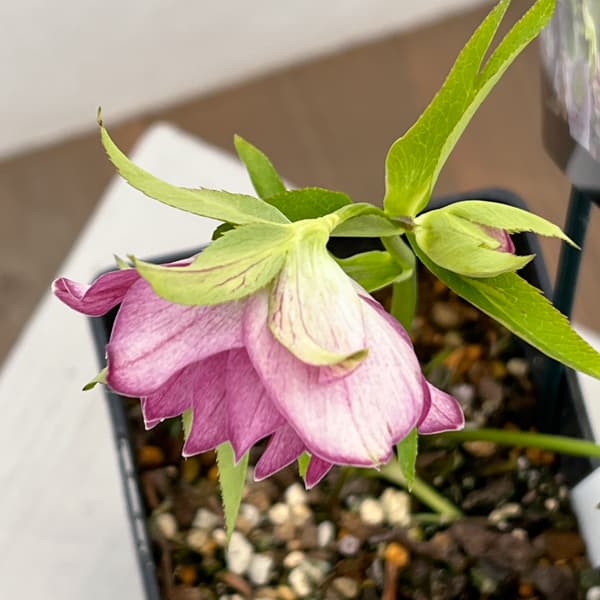 クリスマスローズ：セレクトダブル26-60／1.5Lポット【現品販売】（開花終了株）