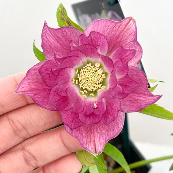 クリスマスローズ：セレクトダブル26-60／1.5Lポット【現品販売】（開花終了株）