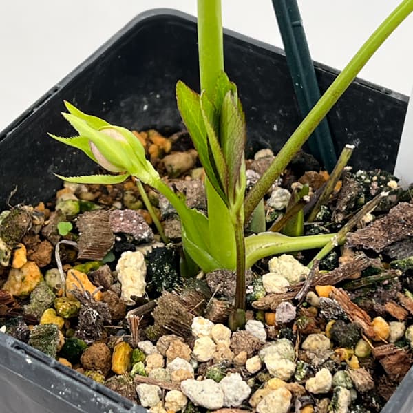 クリスマスローズ：セレクトダブル26-60／1.5Lポット【現品販売】（開花終了株）