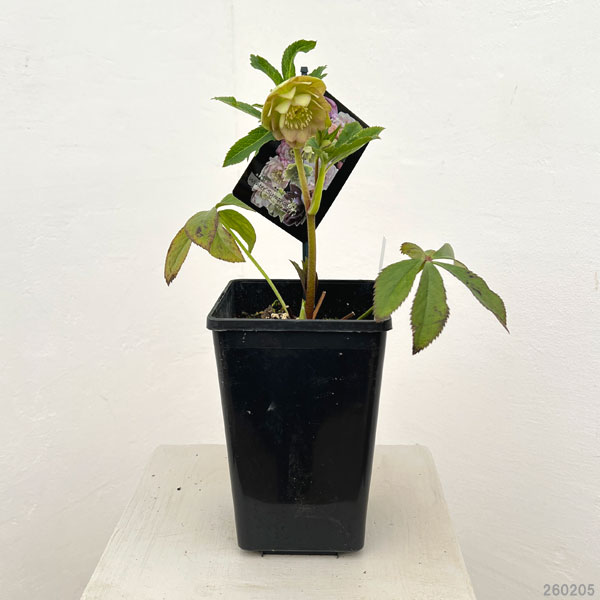 クリスマスローズ：セレクトダブル26-61／1.5Lポット【現品販売】