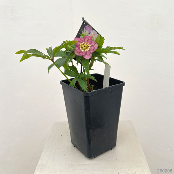 クリスマスローズ：セレクトダブル26-62／1.5Lポット【現品販売】