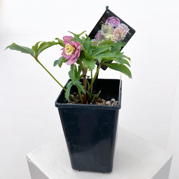 クリスマスローズ：セレクトダブル26-62／1.5Lポット【現品販売】（開花終了株）