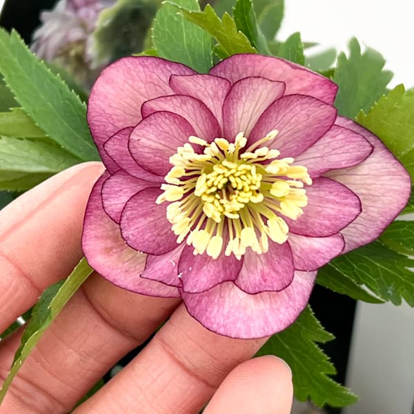 クリスマスローズ：セレクトダブル26-62／1.5Lポット【現品販売】（開花終了株）