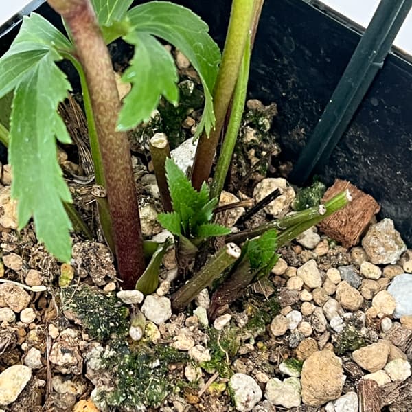 クリスマスローズ：セレクトダブル26-62／1.5Lポット【現品販売】（開花終了株）