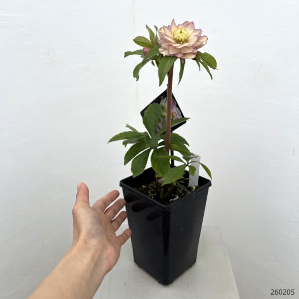 クリスマスローズ：セレクトダブル26-63／1.5Lポット【現品販売】