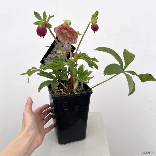 クリスマスローズ：セレクトダブル26-64／1.5Lポット【現品販売】