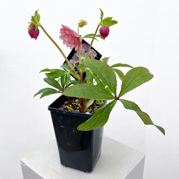 クリスマスローズ：セレクトダブル26-64／1.5Lポット【現品販売】（開花終了株）