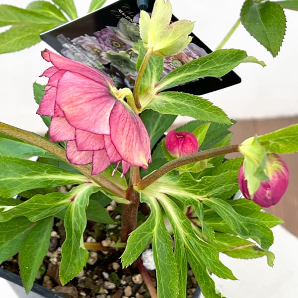 クリスマスローズ：セレクトダブル26-64／1.5Lポット【現品販売】（開花終了株）