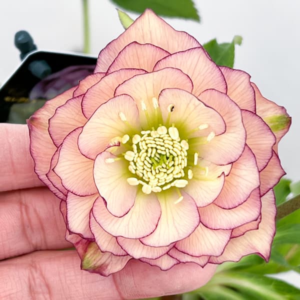 クリスマスローズ：セレクトダブル26-64／1.5Lポット【現品販売】（開花終了株）