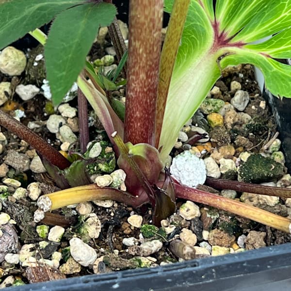 クリスマスローズ：セレクトダブル26-64／1.5Lポット【現品販売】（開花終了株）