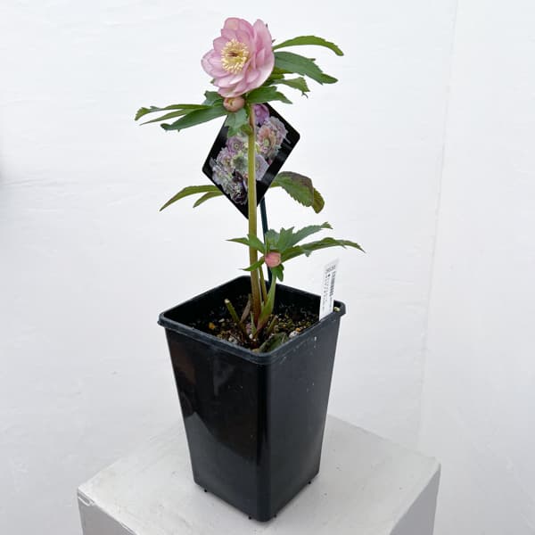 クリスマスローズ：セレクトダブル26-65／1.5Lポット【現品販売】（開花終了株）