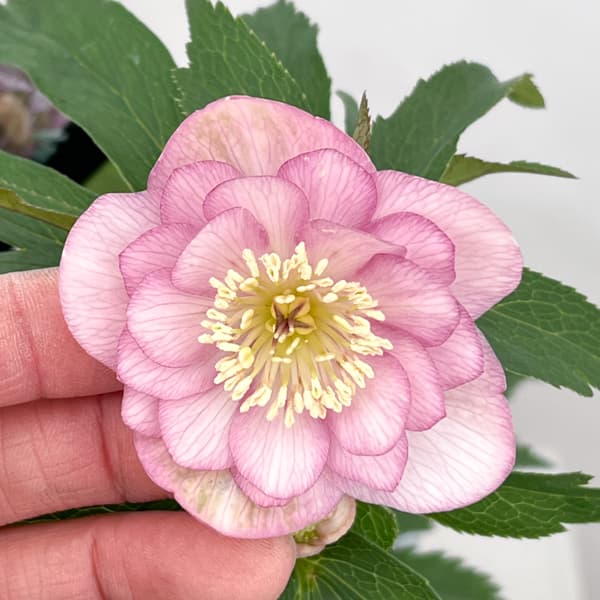 クリスマスローズ：セレクトダブル26-65／1.5Lポット【現品販売】（開花終了株）