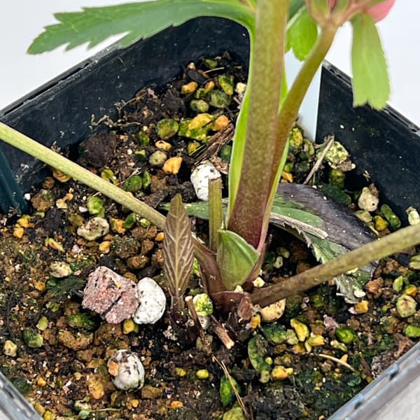 クリスマスローズ：セレクトダブル26-65／1.5Lポット【現品販売】（開花終了株）