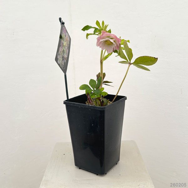 クリスマスローズ：セレクトダブル26-66／1.5Lポット【現品販売】