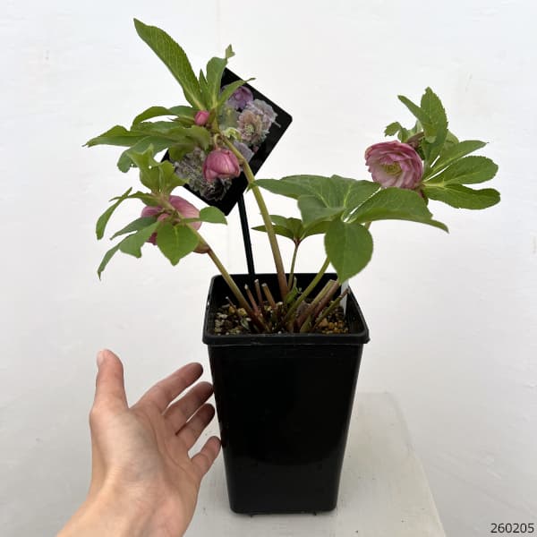 クリスマスローズ：セレクトダブル26-67／1.5Lポット【現品販売】