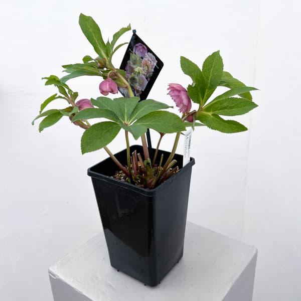 クリスマスローズ：セレクトダブル26-67／1.5Lポット【現品販売】（開花終了株）