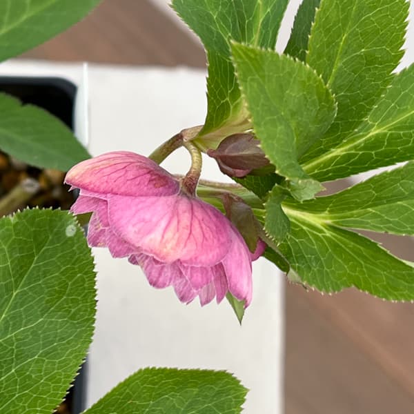 クリスマスローズ：セレクトダブル26-67／1.5Lポット【現品販売】（開花終了株）