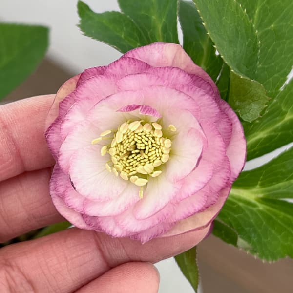 クリスマスローズ：セレクトダブル26-67／1.5Lポット【現品販売】（開花終了株）