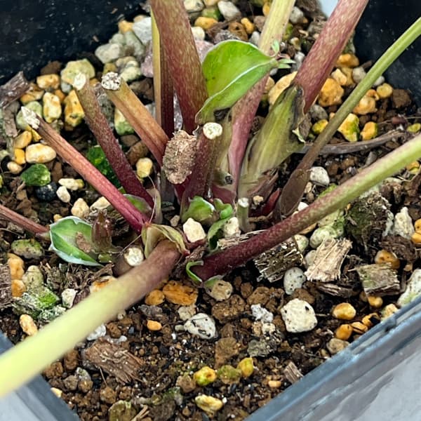 クリスマスローズ：セレクトダブル26-67／1.5Lポット【現品販売】（開花終了株）