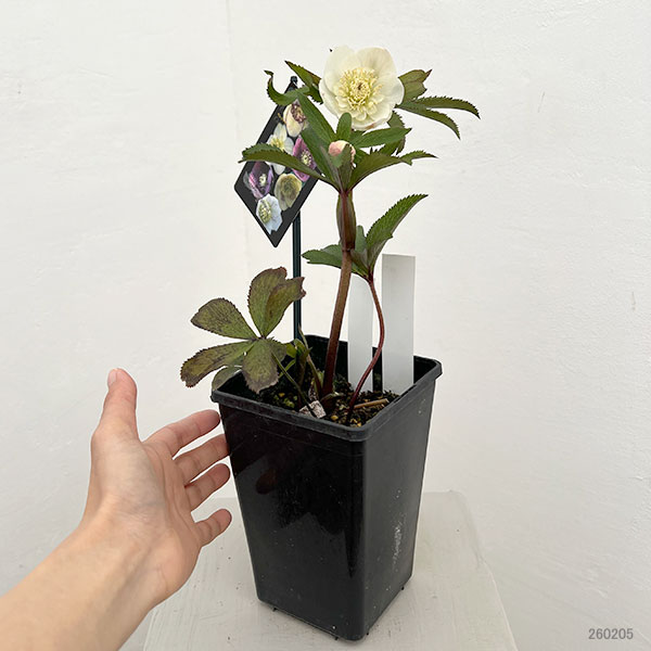 クリスマスローズ：セレクトセミダブル26-17・静（シズカ）／1.5Lポット【現品販売】