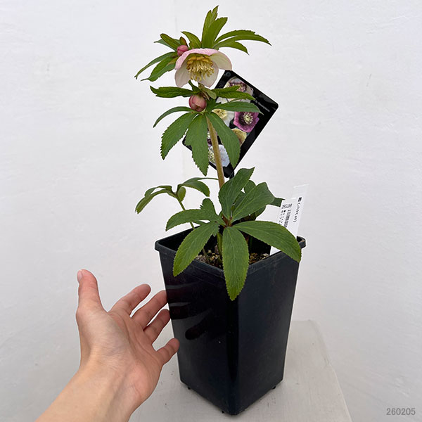 クリスマスローズ：セレクトセミダブル26-18・静（シズカ）／1.5Lポット【現品販売】