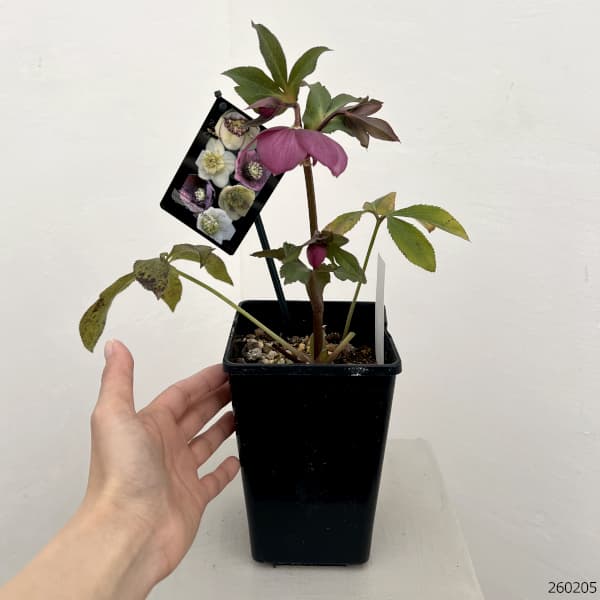 クリスマスローズ：セレクトセミダブル26-19・レフレール系／1.5Lポット【現品販売】