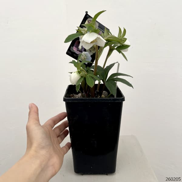 クリスマスローズ：セレクトセミダブル26-21／1.5Lポット【現品販売】